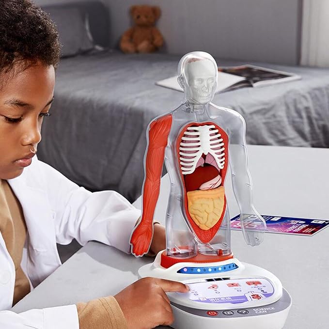 Kids human anatomy model for interactive science learning