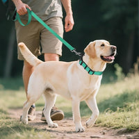 Durable Large Dog Collar with Metal D-Ring for Leash Attachment and Adjustable Fit