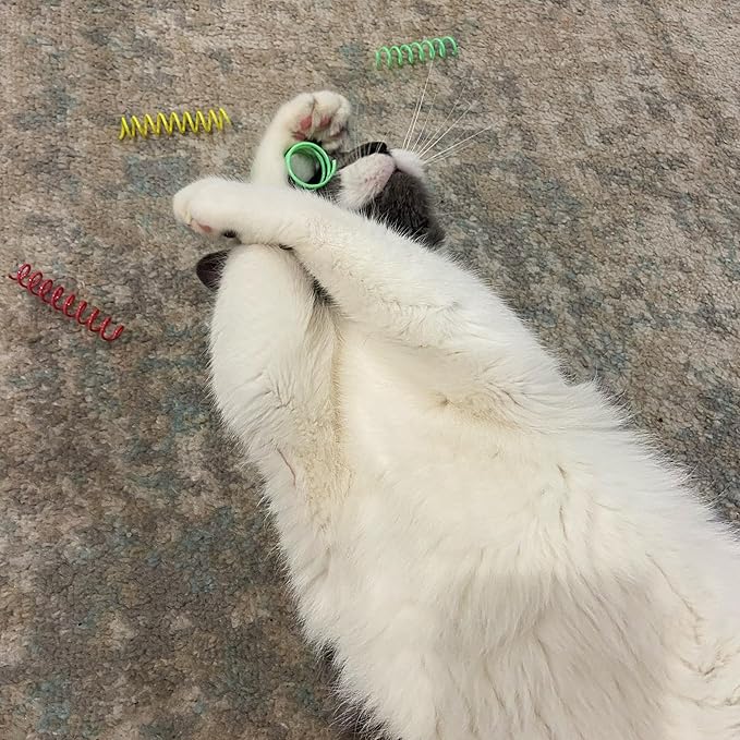 Cat coil toy pack with assorted colors