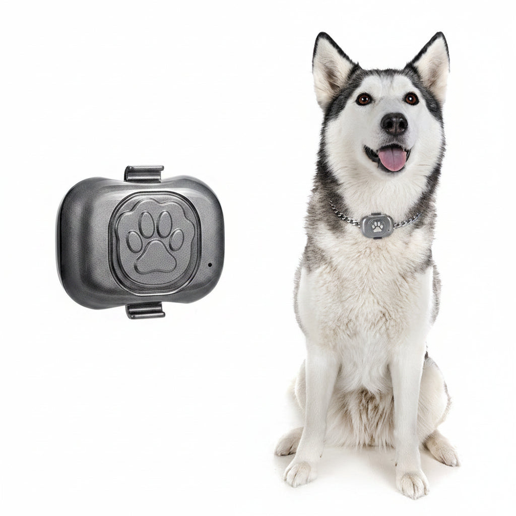 Pet collar strap accessory for dogs and cats
