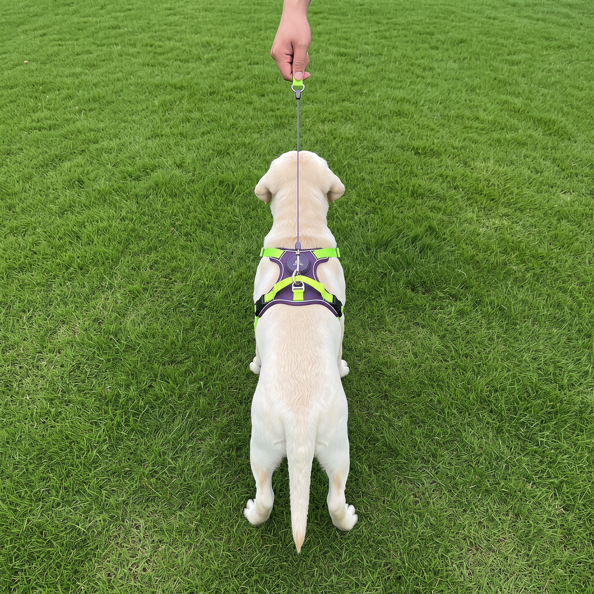 Alt Text: Reflective dog harness designed for improved visibility during outdoor walks