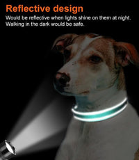 Reflective-style stitching on a teal dog collar