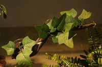 Reptile Habitat Branch Decoration Natural Look Climbing Toy
