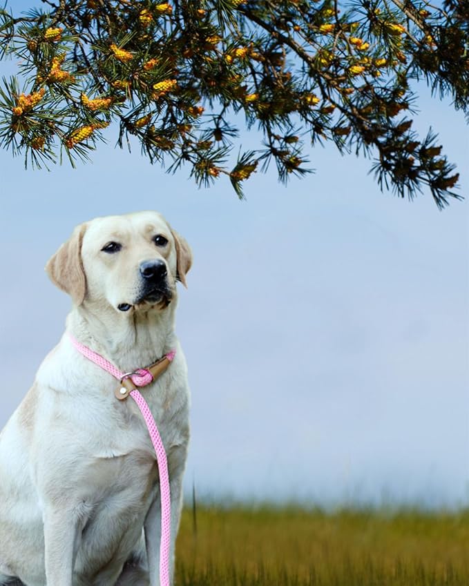Front view of a nylon rope dog leash