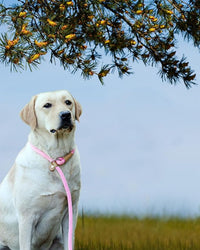 rope no pull dog training leash for medium and large dogs