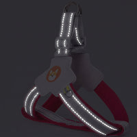 Dog harness suitable for Teddy and Bichon breeds according to size