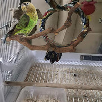 Wooden Bird Cage Perch Set with Natural Branch Design for Small Birds