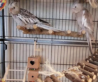 Wooden Bird Ladder Perch – Natural Exercise Bridge for Parrots and Small Animals